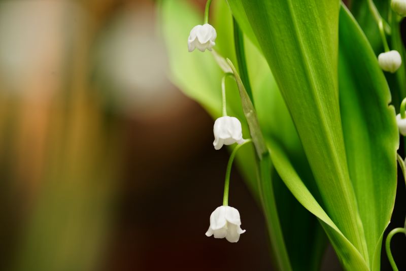 Muguet